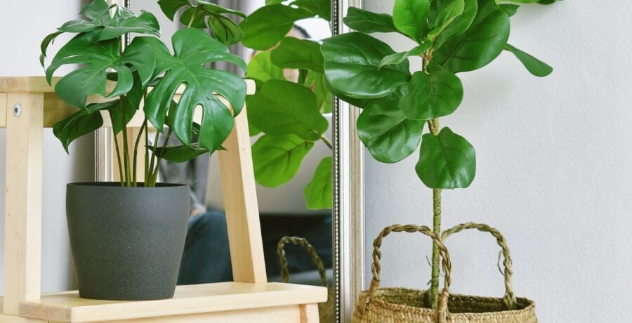 Selection of fake plants in a home